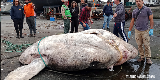 Giant 6,000-pound sunfish sets world record as largest bony fish: report | Fox News Giant 6,000-pound sunfish sets world record as largest bony fish: report | Fox News