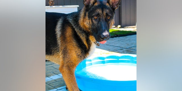 Hercules plays in a kiddie pool.