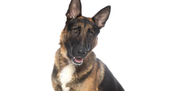 Two-year-old Hercules poses for a picture.