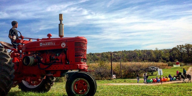 The Pumpkin Patch at Hill High Farm has an eight-mile cornfield.Â