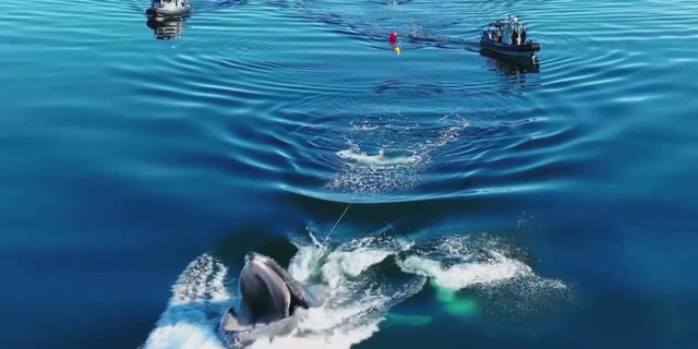 Η φάλαινα βγήκε στην επιφάνεια και έκανε ένα άλμα προς τα πίσω για να ελευθερωθεί αφού οι διασώστες πρόσθεσαν ένα τράβηγμα στο σχοινί που πιάστηκε στο στόμα του ζώου.