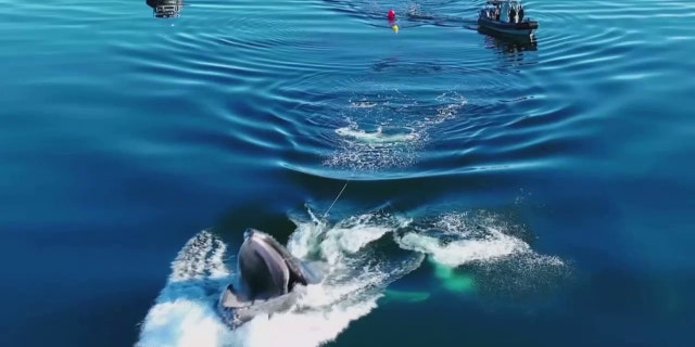 La baleine a fait surface et a fait un saut en arrière pour se libérer après que les sauveteurs aient tiré sur la corde prise dans la bouche de l'animal.