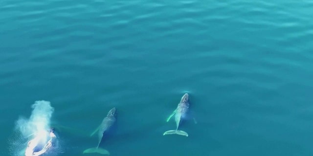 Η φάλαινα που απελευθερώθηκε πρόσφατα κολύμπησε με τους φίλους της.