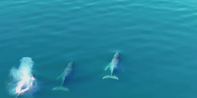 La baleine à bosse nouvellement libérée a nagé avec ses copains.