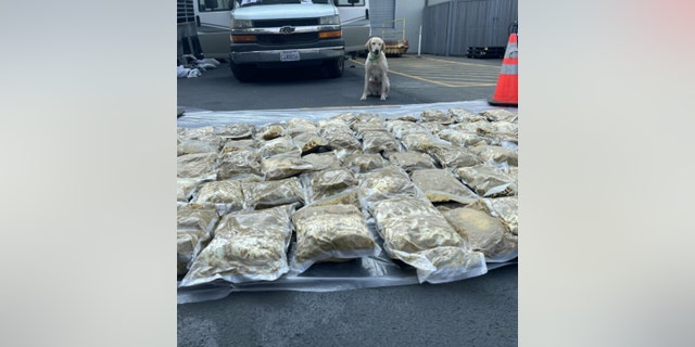 Seattle Police Chief Adrian Z. Diaz said the months-long investigation, including arrests and drug seizures, "will result in lives saved."