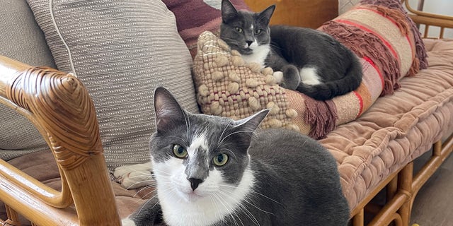Cindy and Gus Gus, two gray and white tuxedo cats, lounge on their sofa in Apex, North Carolina.