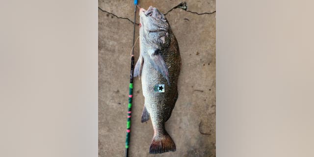 Black drums are a saltwater fish that can be found in Gulf and Atlantic state waters, according to the Florida Fish and Wildlife Conservation Commission.