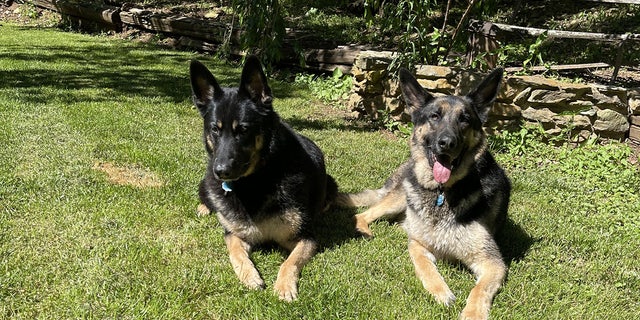 Levow's German shepherds Kylie and Bones were with her during the bear encounter. The dogs were not injured during the incident.