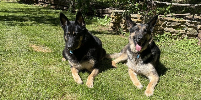 Levow's German shepherds Kylie and Bones were with her during the bear encounter. The dogs were not injured during the incident.