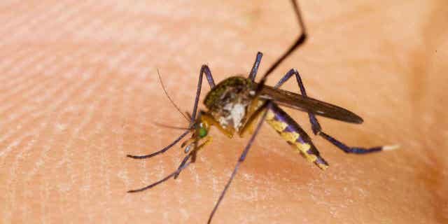 mosquito on the skin
