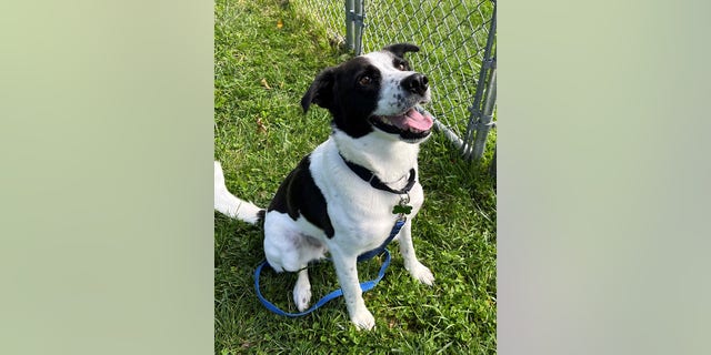 Myla is available for adoption at St. Hubert's Animal Welfare Center in Madison, New Jersey. She "would thrive with lots of activities," said a staff member about the dog.