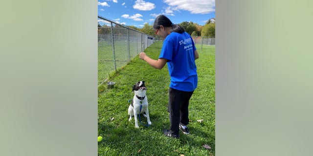 Two-year-old retriever-labrador mix Myla is trained by a St. Hubert's Animal Welfare Center employee in New Jersey.