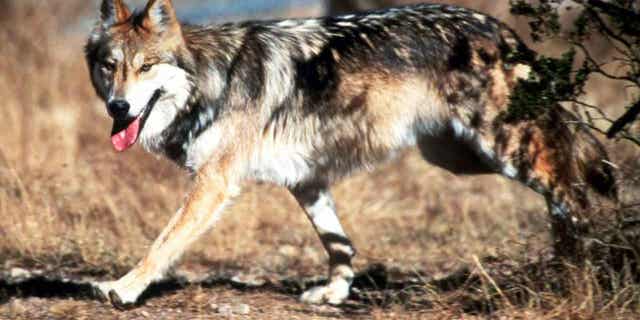 A Mexican gray wolf leaves cover at the Sevilleta National Wildlife Refuge, Socorro County, New Mexico. Environmentalists are pushing the U.S. Fish and Wildlife Service to protect Mexican gray wolves after one of the endangered predators was found dead in southwestern New Mexico. 