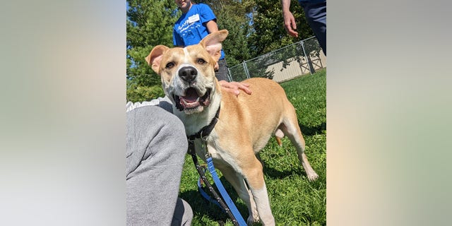 Nolan, a two-year-old German shepherd-retriever mix, is up for adoption at St. Hubert's Animal Welfare Center in Madison, New Jersey. He's a "super friendly" dog, the staff told Fox News Digital. 