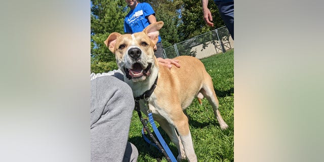 Nolan, a two-year-old German shepherd-retriever mix, is up for adoption at St. Hubert's Animal Welfare Center in Madison, New Jersey. He's a "super friendly" dog, the staff told Fox News Digital.