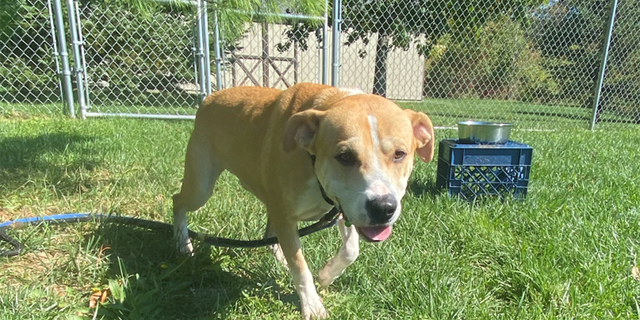 Shelter dog Nolan was transferred from Alabama to St. Hubert's Animal Welfare Center in New Jersey amid Hurricane Ian.