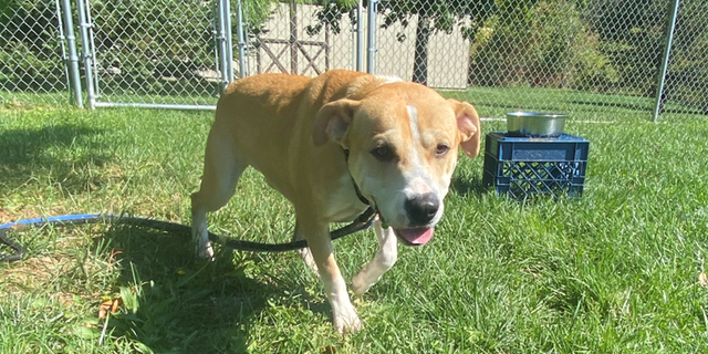 Shelter dog Nolan was transferred from Alabama to St. Hubert's Animal Welfare Center in New Jersey amid Hurricane Ian.