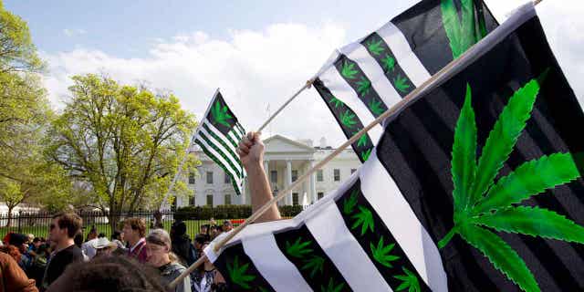 Demonstrators wave flags with marijuana leaves during a protest calling for the legalization of marijuana outside the White House on April 2, 2016.