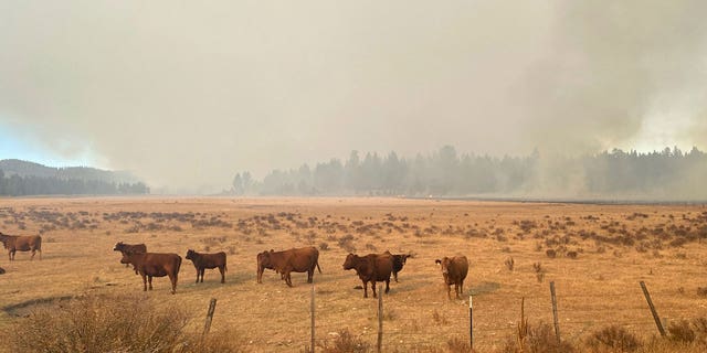 Smoke from the burn set by U.S. Forest Service personnel looms over cattle belonging to the Holliday family on Oct. 13, 2022. 