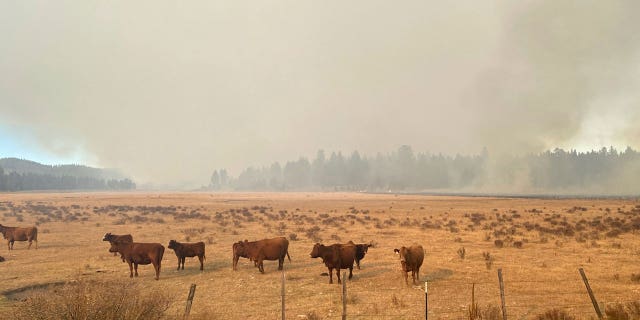 Smoke from the burn set by U.S. Forest Service personnel looms over cattle belonging to the Holliday family on Oct. 13, 2022.