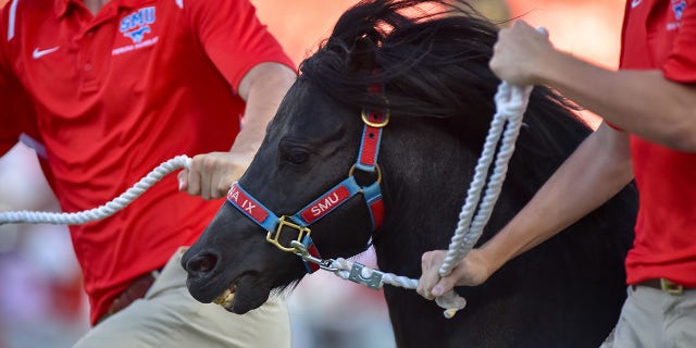 SMU Mustangs mascot Peruna run on the field before the game against Tulsa Golden Hurricanes at Gerald J. Ford Stadium.