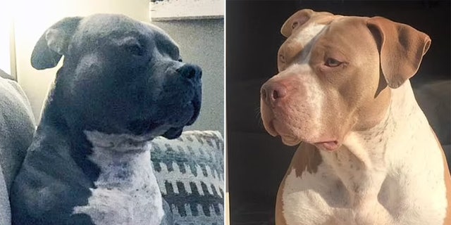 can you breed brother and sister pitbull dogs