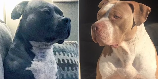 The Bennard family's pit bulls, Cheech and Mia, who were euthanized on Thursday.
