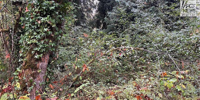 These are the woods near Olympia, Washington where Young An was buried her alive in the woods earlier this week, according to court documents. An, 42  escaped after her estranged husband allegedly kidnapped her from her home in Lacey, stabbed her and buried her in a shallow grave.