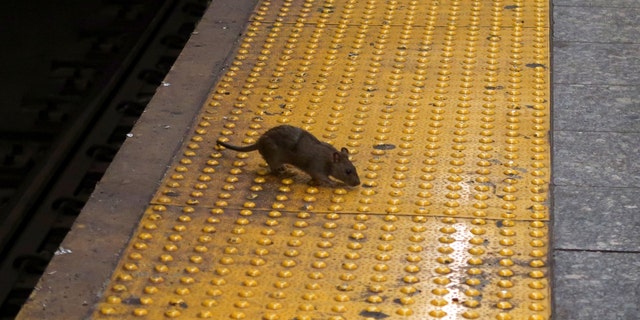 NEW YORK, NY - SEPTEMBER 3: A rat scavenges for food on the subway platform at Herald Square September 3, 2017, in New York City on. 
