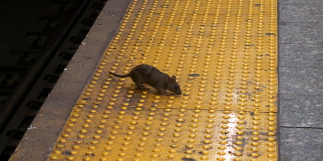 NEW YORK, NY - SEPTEMBER 3: A rat scavenges for food on the subway platform at Herald Square September 3, 2017, in New York City on. 