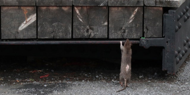 NEW YORK, NY - SEPTEMBER 22: A rat climbs on a bench on the High Line Park on September 22, 2018, in New York City. 
