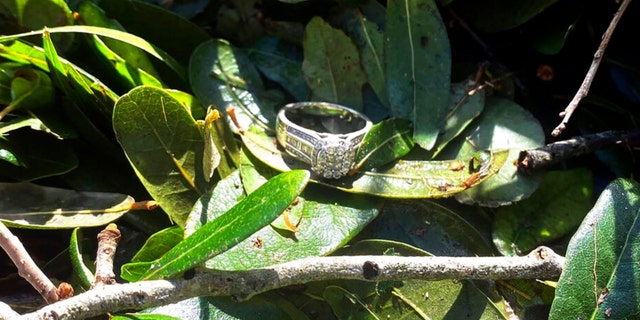 This undated photo provided by Ashley Garner shows Garner's lost wedding ring lying in a brush pile after Hurricane Ian passed through the area, in Fort Myers, Florida.