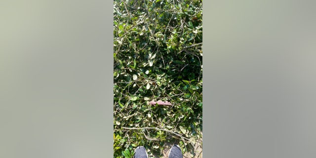 This undated photo courtesy of Ashley Garner shows the bush where Garner's lost wedding ring was found after Hurricane Ian passed through Fort Myers, Florida.