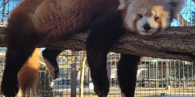 Rusty the red panda died at 10 years old on Oct. 14 while in the care of Colorado's Pueblo Zoo.