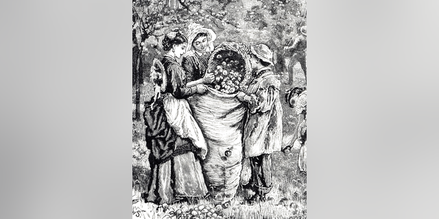 An engraving depicts fruit pickers collecting apples for cider, dated 19th century. 