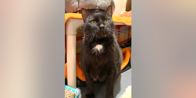 Shane, a black domestic shorthair cat, is available for adoption at Best Friends Lifesaving Center in New York City.