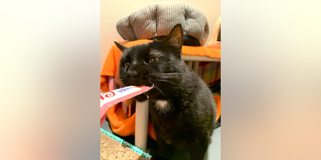 Shane the black cat nibbles on a piece of paper. He's available for adoption in New York City. 