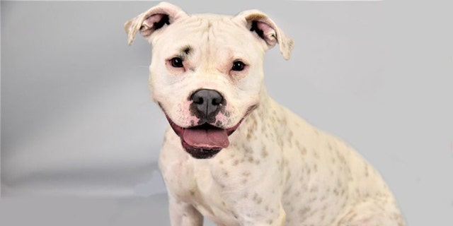 Snow White, a Staffordshire bull terrier, is available for adoption at Liberty Humane Society in Jersey City, New Jersey. She was airlifted with many other pets out of Florida amid Hurricane Ian. 