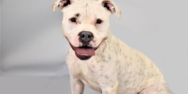 Snow White, a Staffordshire bull terrier, is available for adoption at Liberty Humane Society in Jersey City, New Jersey. She was airlifted with many other pets out of Florida amid Hurricane Ian.