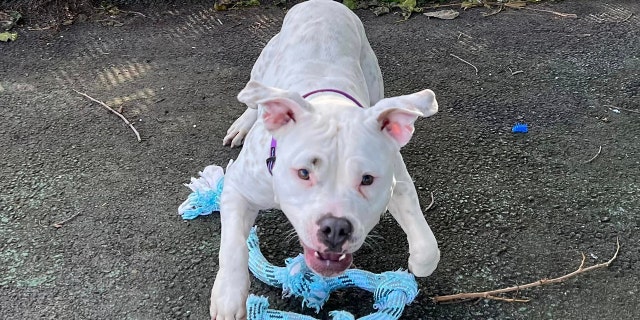 Snow White, a Staffordshire bull terrier, plays with a toy in the yard.