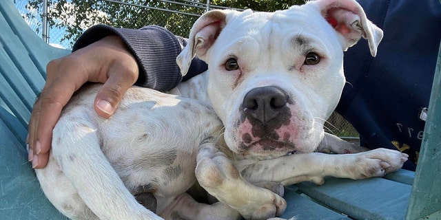 Snow White — now in New Jersey and waiting for a forever home — curls up and snuggles with a caretaker.