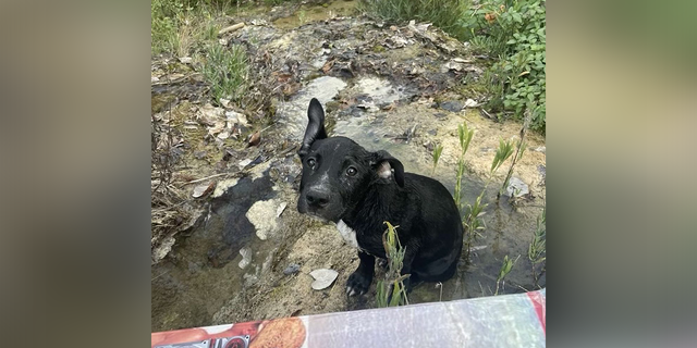 A man rescued a puppy he found floating in a box in a river in Texas, and now the dog is at a shelter ready for adoption.