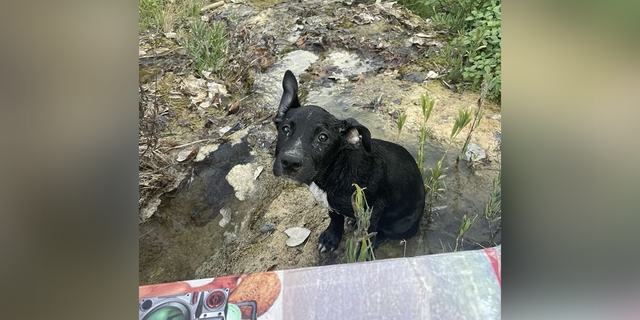 A man rescued a puppy he discovered floating in a box on a river in Texas, and the pooch is now at a shelter ready to be adopted.