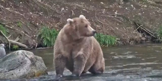 Photo of bear #901 fishing in a river during Fat Bear Week 2022