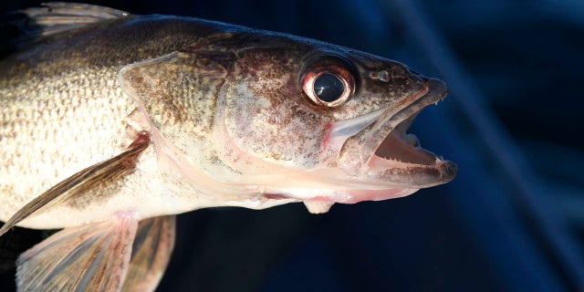 A male walleye fish from Lake Pueblo State Park caught during Colorado Parks and Wildlife's annual walleye spawning operation.  March 22, 2018.