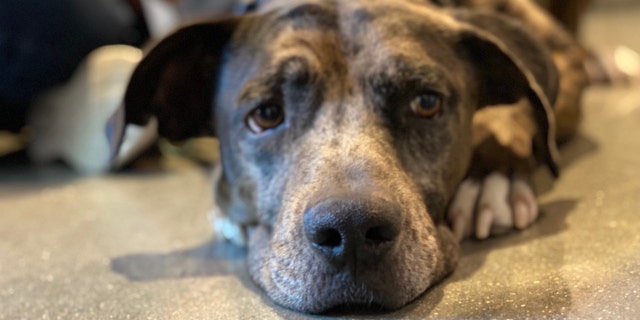 Dog in Houston beat a nasty disease and is now up for adoption 3 Benson is in the Houston area and is ready to find his forever family.