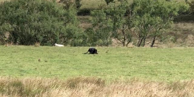 A teenage camper captured footage of a big cat feeding on a dead sheep at a beauty spot, sparking fears a panther is prowling the British countryside