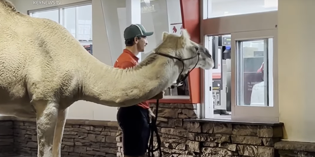 Rescue camel Fergie was filmed standing patiently in an In-N-Out drive-thru before getting her French fries.