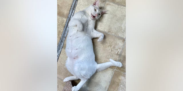 Chaz, a domestic shorthair cat, is caught rolling around and playing.