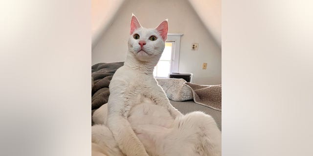 Chaz is a domestic shorthair cat who's up for adoption at King Street Cats in Alexandria, Virginia.